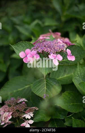 Lacecap Hydrangea, Hortensia, Strauch, Hell, Farbe, Bunte, Pink, Mauve Corymbs Flower in Royal Botanical Gardens at Kew, Richmond, London Stockfoto