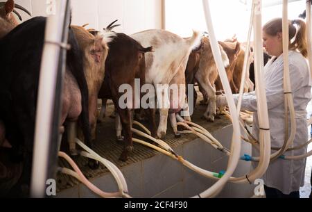 Prozess der Maschine Melken der Ziegen auf der Farm. Rückansicht der Ziegen und Bäuerin Anbau melken Cluster Euter von Tieren Stockfoto