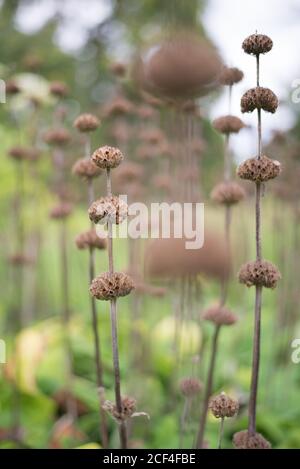 Phlomoides Phlomis Tuberosa Lamiaceae Tall Woody Plant Strauch Forest Wild Woodland Stiele Blumen in den Royal Botanical Gardens in Kew, Richmond, London Stockfoto