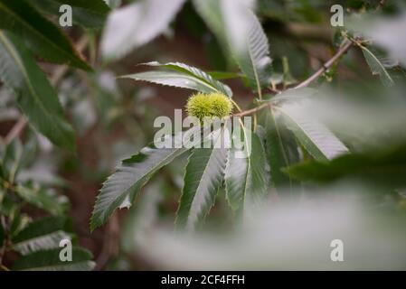 Süße Kastanie Castanea Sativa cupule Green Fresh Branch Leaves Baumfrucht-Nuss in den Royal Botanical Gardens in Kew, Richmond, London Stockfoto