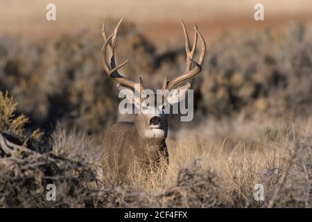 Mule Deer buck Stockfoto