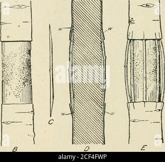 . Zeitschrift des Landwirtschaftsministeriums, Union of South Africa. Tafel 3 Details der Brückenpfropfung. - 4, der Stamm eines Baumes giHled von Mäusen ;i?, die Wunde gereinigt und die Rinde entlang der Ränder geschnitten zurück zu gesunden, wachsenden Gewebe ; C, ein Spion mit abgeschrägten Enden bereit zum Einlegen : B, Längsschnitt des Tiks mit Schössern an Ort und Stelle, deren Einfügung unter der Rinde des Stammes {w) ; E, Schösslinge legen bereit für das Wachsen. Dünn, um ihr sein gut unter die Rinde stoßen zu lassen, ohne gefährlich, es unangemessen vom Kambium an der Stelle der Einfügung zu trennen.Eeferenz zu Abb. D illu Stockfoto