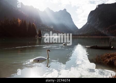 Landschaft der weißen Schwäne schwimmen in türkisfarbenen See zwischen Kiefern Wald mit mächtigen Dolomitenbergen im Hintergrund am sonnigen Tag Stockfoto