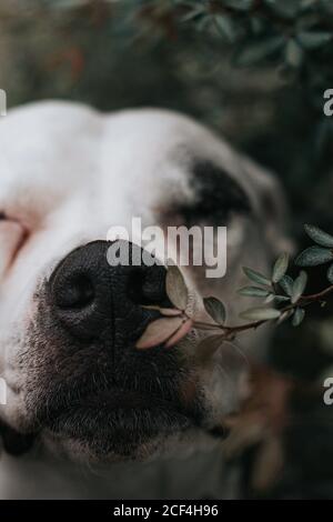 Glücklicher amstaff Hund, der Zeit auf der Straße verbringt Stockfoto