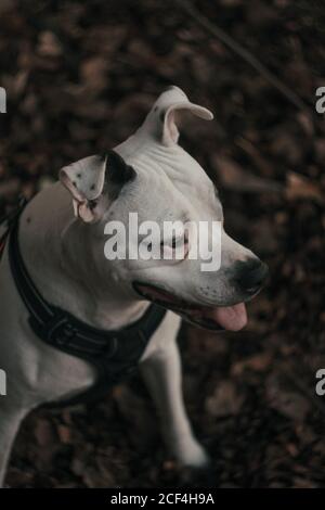 Glücklicher amstaff Hund, der Zeit auf der Straße verbringt Stockfoto