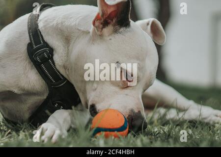 Nahaufnahme von inländischen amstaff Hund in Gurtzeug beißen Ball Ausgaben Zeit auf Gras auf der Straße liegen Stockfoto