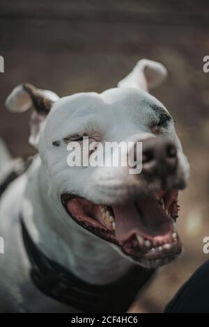 Nahaufnahme von fröhlichem Staffordshire Terrier mit geöffnetem Mund und geschlossen Augen gehen auf der Straße Stockfoto