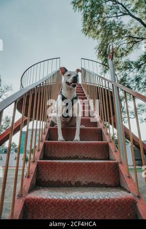 Von unten von freudiger Art Staffordshire Terrier im Geschirr mit Offener Mund, der Zeit damit verbringt, auf der Treppe auf der Straße zu sitzen und zu schauen Weg Stockfoto