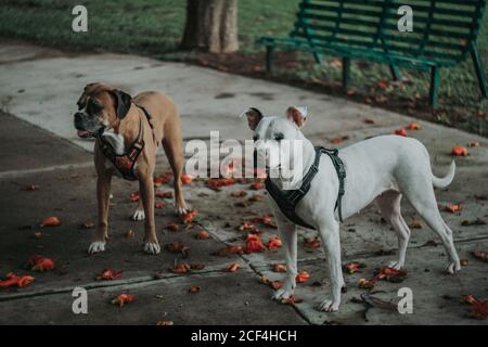 Von oben von reinrassigen Amstaff Hund im Geschirr Zeit verbringen Spaziergang mit Boxerhund in der Straße im Herbst wegschauen Stockfoto