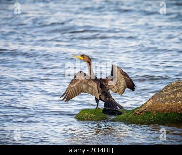 Ein Kormoran trocknende Flügel, Lake Winnipeg, Manitoba, Kanada. Stockfoto