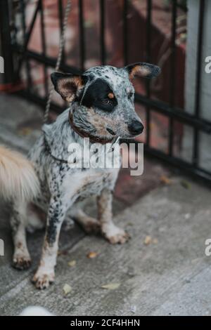 Von oben trauriger Hund mit schwarzem und weißem Fell Im Kragen sitzt auf Kette Stockfoto