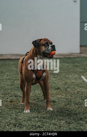 Inländische Boxer Hund im Geschirr mit Ball im Mund Ausgaben Die Zeit steht auf Gras in der Straße und schaut weg Stockfoto