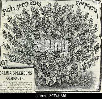 . Unser neuer Führer zur Rosenkultur : 1891. Unsere Neuheiten und Spezialitäten für 1891 ££££££££ werden beschrieben und illustriert vonJede angebotene Sorte hat sich durch sorgfältiges Ausprobieren als eine deutliche und wertvolle Ergänzung zu den Blumen erwiesen, die in diesem Land in einer Saison aus Samen zur vollen Perfektion angebaut werden können. Unsere Beschreibungen und illustrationshave wurden sorgfältig aus der Natur gemacht, und wir vertrauen darauf, dass wir unsere Freunde und Kunden und alle Liebhaber von schönen Blumen interessieren und ermutigen, diese verschiedenen neuen und seltenen Sorten zu ihren Sammlungen hinzuzufügen. OurNeuheiten und Spezialitäten werden in generou oben gestellt Stockfoto