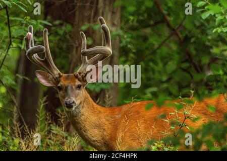 Ein Weißschwanzhirsch (Odocoileus virginianus) Männchen (Bock) mit großem Geweih in Samt. Stockfoto