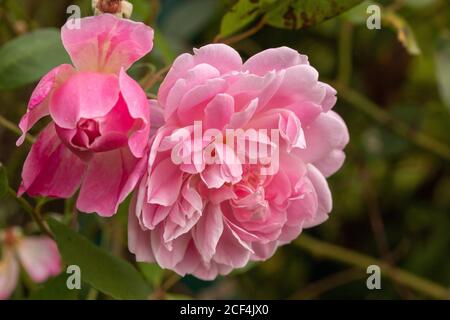 Rosa Mortimer Sackler, natürliches Blumenportrait Stockfoto