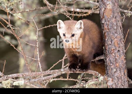 Marten Stockfoto