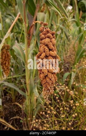 Fuchsschwanzhirse 'Hylander' (Setaria italica) Futterpflanze natürliches Porträt Stockfoto