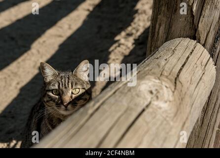 Niedliche gestreifte Katze starrte auf Kamera, während sie in der Nähe von Holz sitzt Zaun an sonnigen Tag auf Ranch Stockfoto