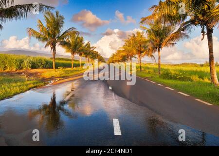 Landstraße mit Palmen im Süden der Insel Mauritius an einem sonnigen Tag gesäumt Stockfoto