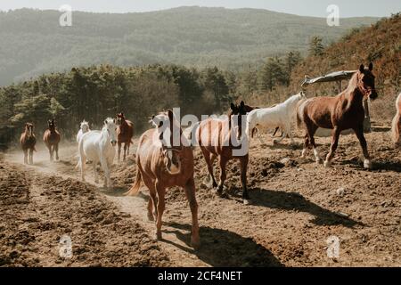 Herde von erstaunlichen Pferden laufen auf schmutzige Landschaft Straße auf Sonniger Tag in der Natur Stockfoto