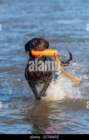 Ein Labradinger Springador Cross Hund im Meer holt ein Spielzeug. Stockfoto