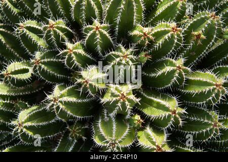 Von oben erstaunlich stacheligen Kaktus wächst an sonnigen Tag in Garten Stockfoto