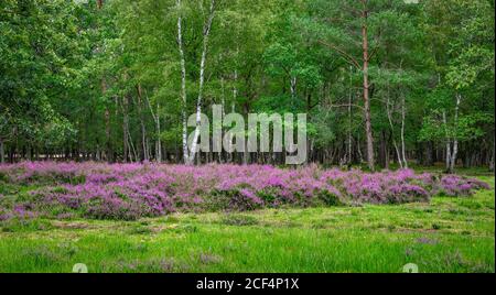 Blühende Heidekraut blüht am Rande eines Laubwaldes in Belgien. Stockfoto