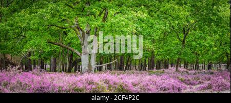 Panorama-Landschaft mit lila Heidekraut Blumen und Eiche im Wald. Stockfoto