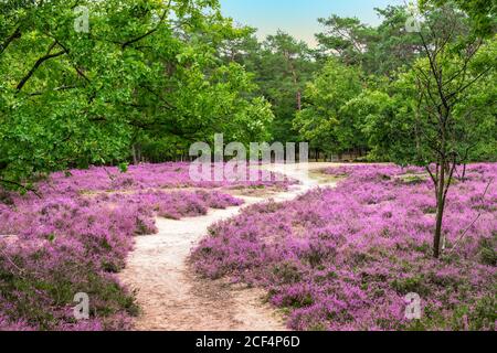 Wanderweg durch den schönen belgischen Heidewald. Stockfoto