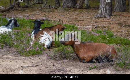 Niedliche Ziegen liegen in einem belgischen Heidewald. Stockfoto
