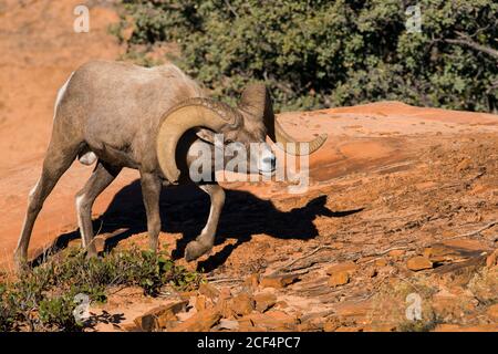 Desert Bighorn Schafe Ram Stockfoto