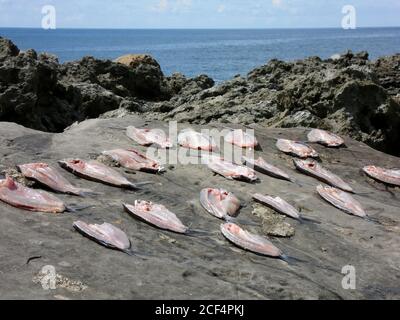 Nahaufnahme von Fischen, die unter der Sonne auf den Felsen im malerischen Garten Jialeshuei, Taiwan, getrocknet werden Stockfoto