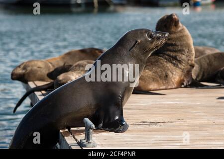 Braune Pelzrobbe (Arctocephalus pusillus) steigt auf einen Ponton in der V&A Waterfront Marina, Kapstadt Stockfoto