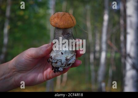 Schöne kleine Pilz Leccinum als Orange Birke Bolete bekannt, wächst in einem Wald. Stockfoto