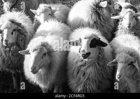 Von oben schwarz-weiße Gruppe von wolligen Schafen zu Fuß Auf der Weide in der Natur Stockfoto