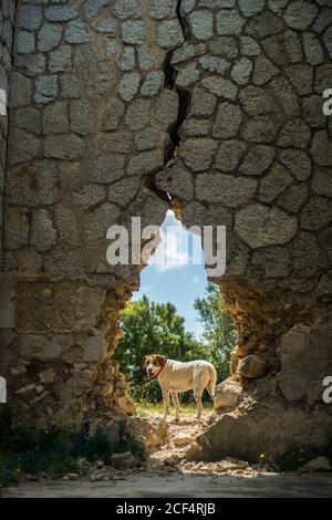 Lustiger Hund hinter Loch in alten Steinwand auf Sonniger Tag auf dem Land Stockfoto