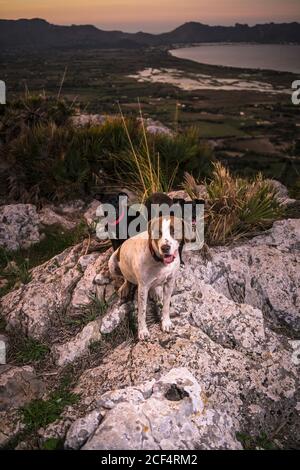Von oben Gruppe von entzückenden Hunden sitzen auf rauem felsigen Boden am Abend in der Natur Stockfoto