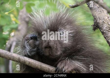 Baby Procupine Stockfoto