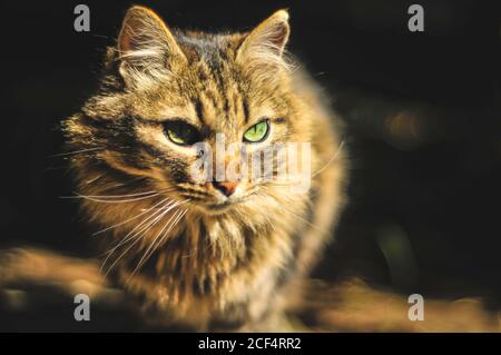 Nette seriöse Katze mit grünen Augen und gesunden Schnurrhaaren sitzen Auf Sonnenlicht und wegschauen Stockfoto