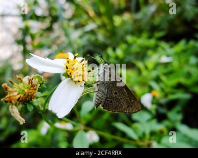 Nahaufnahme von Suastus gremius auf einer Blume in Taipei, Taiwan Stockfoto