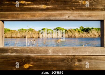 Ruhige Landschaft mit trockenem Schilf und üppig grünen Bäumen entlang Klares Wasser aus dem Holzfenster an hellem Tag Stockfoto