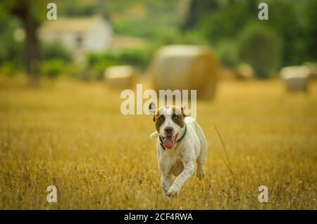 Fröhlicher Jack Russell Terrier mit offenem Mund und Zunge heraus Mit Kragen läuft auf dem Feld in der Landschaft Blick auf Kamera Stockfoto