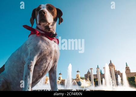Von unten niedlichen weißen Hund mit einem Schal um seine Hals sitzt auf der Straße mit Schloss und Brunnen auf Der Hintergrund Stockfoto