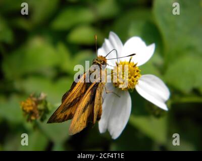 Nahaufnahme eines Fiery Skipper Schmetterlings auf einer Blume in Taipei, Taiwan Stockfoto