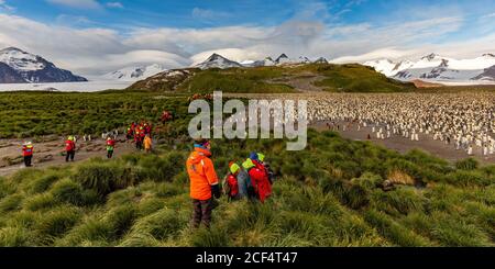 Reisende sehen eine Königspinguinkolonie auf der Südgeorgien-Insel Stockfoto