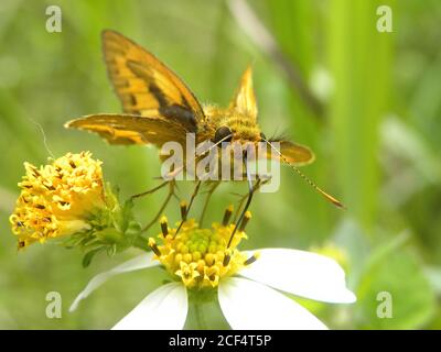 Nahaufnahme eines Fiery Skipper Schmetterlings auf einer Blume in Taipei, Taiwan Stockfoto