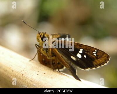 Nahaufnahme eines Fiery Skipper Schmetterlings auf einem Blatt in Taipei, Taiwan Stockfoto