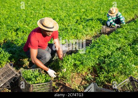 afroamerikanischer Landwirt pflücken Ernte von jungen Blatt Petersilie auf Bauernhof Plantage im Sommer Stockfoto