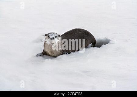 Flussotter auf Schnee Stockfoto