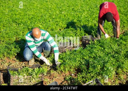 Zwei fokussierte männliche Saisonarbeiter tragen Gesichtsmasken sammeln Ernte Von Bio-Petersilie auf dem Feld Stockfoto